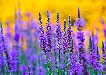 先瞧后买 EA在《FIFA 21》抽卡机制中加入透视功能